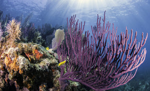 9 Must-Visit Diving Spots in Florida
