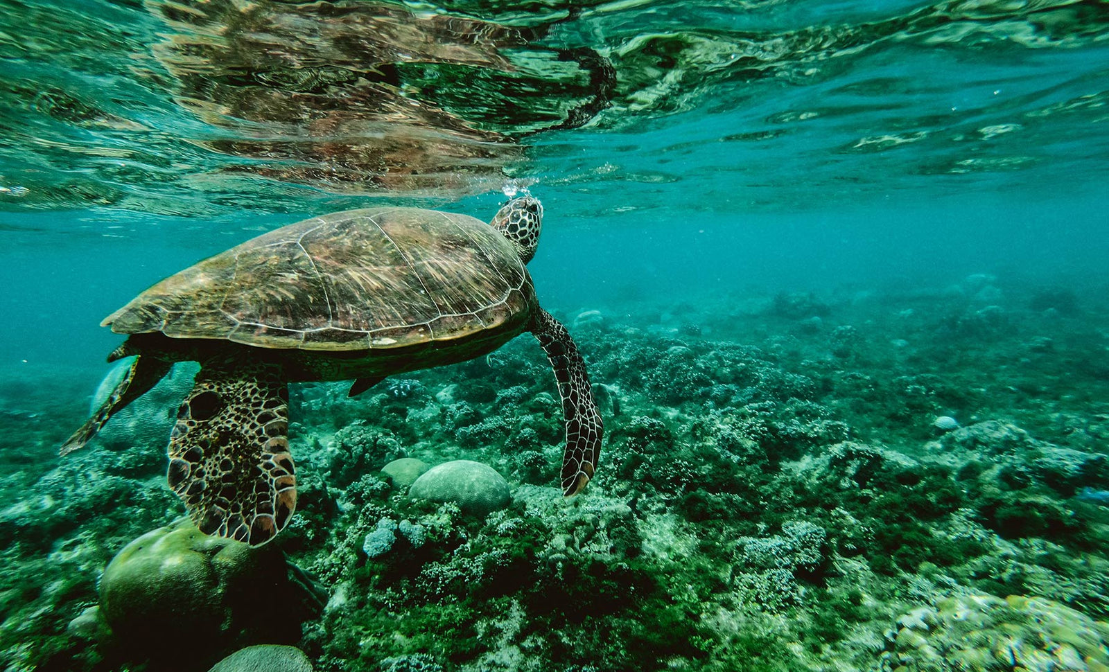6 of the Best Dive Sites in Hawaii