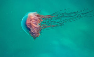 4 Random Facts About Jellyfish That Will Surprise You